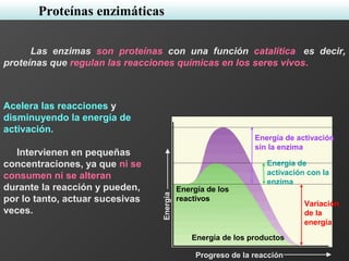 Las enzimas son proteínas con una función catalítica, es decir,
proteínas que regulan las reacciones químicas en los seres vivos.
Proteínas enzimáticas
Energía
Progreso de la reacción
Variación
de la
energía
Energía de
activación con la
enzima
Energía de activación
sin la enzima
Energía de los productos
Energía de los
reactivos
Acelera las reacciones y
disminuyendo la energía de
activación.
Intervienen en pequeñas
concentraciones, ya que ni se
consumen ni se alteran
durante la reacción y pueden,
por lo tanto, actuar sucesivas
veces.
 