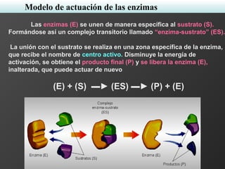 Las enzimas (E) se unen de manera específica al sustrato (S).
Formándose así un complejo transitorio llamado “enzima-sustrato” (ES).
La unión con el sustrato se realiza en una zona específica de la enzima,
que recibe el nombre de centro activo. Disminuye la energía de
activación, se obtiene el producto final (P) y se libera la enzima (E),
inalterada, que puede actuar de nuevo.
(E) + (S) ▬► (ES) ▬► (P) + (E)
Modelo de actuación de las enzimas
 