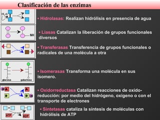 ▪ Hidrolasas: Realizan hidrólisis en presencia de agua
▪ Liasas Catalizan la liberación de grupos funcionales
diversos
▪ Transferasas Transferencia de grupos funcionales o
radicales de una molécula a otra
▪ Isomerasas Transforma una molécula en sus
isomero.
▪ Oxidorreductasa Catalizan reacciones de oxido-
reducción: por medio del hidrógeno, oxígeno o con el
transporte de electrones
▪ Sintetasas cataliza la síntesis de moléculas con
hidrólisis de ATP
Clasificación de las enzimas
 