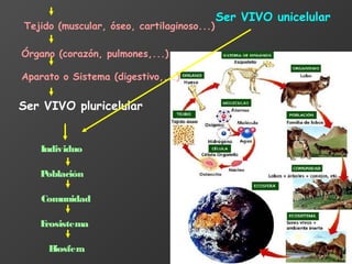 Tejido (muscular, óseo, cartilaginoso...)
Órgano (corazón, pulmones,...)
Aparato o Sistema (digestivo,...)
Ser VIVO pluricelular
Individuo
Población
Comunidad
Ecosistema
Biosfera
Ser VIVO unicelular
 