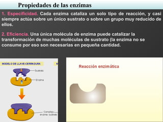 1. Especificidad. Cada enzima cataliza un solo tipo de reacción, y casi
siempre actúa sobre un único sustrato o sobre un grupo muy reducido de
ellos.
2. Eficiencia. Una única molécula de enzima puede catalizar la
transformación de muchas moléculas de sustrato (la enzima no se
consume por eso son necesarias en pequeña cantidad.
Propiedades de las enzimas
 