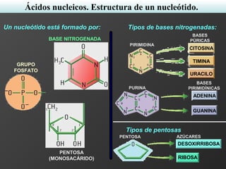 GUANINA
ADENINA
URACILO
TIMINA
CITOSINA
BASE NITROGENADA
GRUPO
FOSFATO
PENTOSA
(MONOSACÁRIDO)
PIRIMIDINA
PURINA
BASES
PÚRICAS
BASES
PIRIMIDÍNICAS
Un nucleótido está formado por:
PENTOSA AZÚCARES
Tipos de bases nitrogenadas:
Tipos de pentosas
DESOXIRRIBOSA
RIBOSA
Ácidos nucleicos. Estructura de un nucleótido.
 