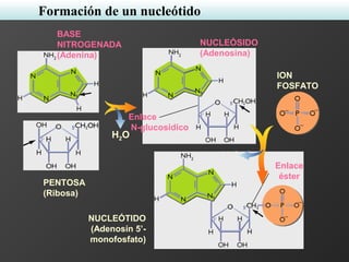 H2O
BASE
NITROGENADA
(Adenina)
PENTOSA
(Ribosa)
NUCLEÓSIDO
(Adenosina)
ION
FOSFATO
Enlace
N-glucosídico
NUCLEÓTIDO
(Adenosín 5’-
monofosfato)
Enlace
éster
H2O
Formación de un nucleótido
 