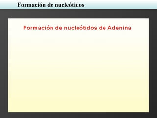 Formación de nucleótidos
 