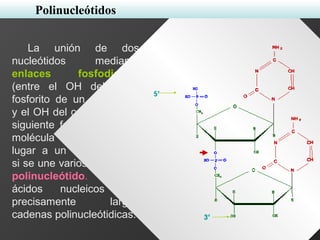 La unión de dos
nucleótidos mediante
enlaces fosfodiester
(entre el OH del ácido
fosforito de un nucleótido
y el OH del carbono 3' del
siguiente formándose una
molécula de agua) da
lugar a un dinucleótido,
si se une varios forman un
polinucleótido. Los
ácidos nucleicos son
precisamente largas
cadenas polinucleótidicas.
Polinucleótidos
 
