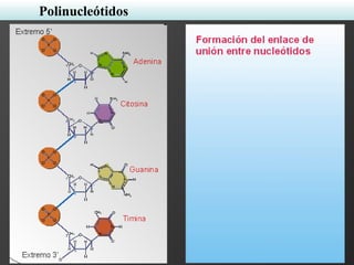 Polinucleótidos
 