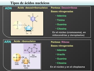 Tipos de ácidos nucleicos
ADN
ARN
Ácido desoxirribonucleico Pentosa: Desoxirribosa
Bases nitrogenadas
• Adenina
• Timina
• Guanina
• Citosina
Pentosa: Ribosa
Bases nitrogenadas
• Adenina
• Uracilo
• Guanina
• Citosina
En el núcleo (cromosoma), en
mitocondrias y cloroplastos)
En el núcleo y en el citoplasma
Ácido ribonucleico
 