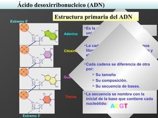 •Es la secuencia de nucleótidos,
unidos por enlaces fosfodiéster.Adenina
Citosina
Timina
Guanina
Extremo 3’
•La cadena presenta dos extremos
libres: el 5’ unido al grupo fosfato y
el 3’ unido a un hidroxilo.
•Cada cadena se diferencia de otra
por:
> Su tamaño
> Su composición.
> Su secuencia de bases.
•La secuencia se nombra con la
inicial de la base que contiene cada
nucleótido:
Extremo 5’
ACGT
Ácido desoxirribonucleico (ADN)
Estructura primaria del ADN
 