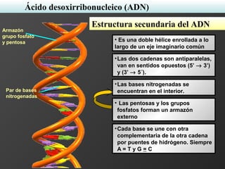• Es una doble hélice enrollada a lo
largo de un eje imaginario común
Par de bases
nitrogenadas
•Las bases nitrogenadas se
encuentran en el interior.
• Las pentosas y los grupos
fosfatos forman un armazón
externo
Armazón
grupo fosfato
y pentosa
•Cada base se une con otra
complementaria de la otra cadena
por puentes de hidrógeno. Siempre
A = T y G = C
•Las dos cadenas son antiparalelas,
van en sentidos opuestos (5’ → 3’)
y (3’ → 5´).
Estructura secundaria del ADN
Ácido desoxirribonucleico (ADN)
 