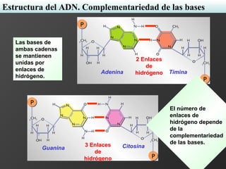 Las bases de
ambas cadenas
se mantienen
unidas por
enlaces de
hidrógeno.
Adenina Timina
Guanina Citosina3 Enlaces
de
hidrógeno
2 Enlaces
de
hidrógeno
El número de
enlaces de
hidrógeno depende
de la
complementariedad
de las bases.
Estructura del ADN. Complementariedad de las bases
 
