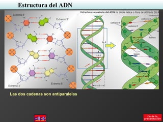 Estructura del ADN
Las dos cadenas son antiparalelas
 