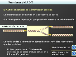 El ADN es el portador de la información genética
REPLICACIÓN DEL ADN
Vídeo Humano del
Futuro - ADN
ADN Estructura 2’27
Funciones del ADN
La información se contenida en la secuencia de bases
El ADN se puede duplicar, lo que permite la herencia de la información
La célula utiliza la información contenida en el ADN para fabricar sus
propias proteínas
El ADN puede mutar. Cambio en la
secuencia de las bases produce cambio en la
información genética
 