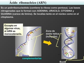 Es un polirribonucleótido (contiene la ribosa como pentosa). Las bases
nitrogenadas que lo forman son ADENINA, URACILO, CITOSINA y
GUANINA (carece de timina). Se localiza tanto en el núcleo como en el
citoplasma.
Excepto en
algunos virus,
el ARN es
monocatenario.
Bases
complementarias
Zona de
doble hélice
(horquilla).
Bucle
Ácido ribonucleico (ARN)
 