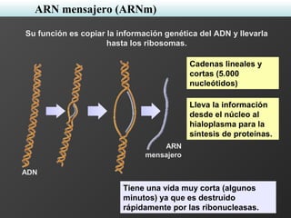 ADN
ARN
mensajero
Su función es copiar la información genética del ADN y llevarla
hasta los ribosomas.
Cadenas lineales y
cortas (5.000
nucleótidos)
Lleva la información
desde el núcleo al
hialoplasma para la
síntesis de proteínas.
Tiene una vida muy corta (algunos
minutos) ya que es destruido
rápidamente por las ribonucleasas.
ARN mensajero (ARNm)
 