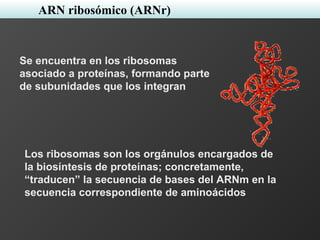 ARN ribosómico (ARNr)
Se encuentra en los ribosomas
asociado a proteínas, formando parte
de subunidades que los integran
Los ribosomas son los orgánulos encargados de
la biosíntesis de proteínas; concretamente,
“traducen” la secuencia de bases del ARNm en la
secuencia correspondiente de aminoácidos
 