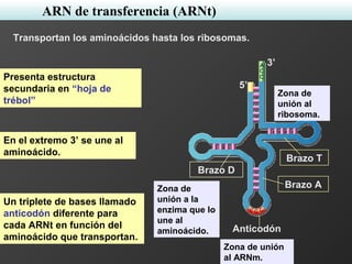 3’
5’
Brazo T
Brazo A
Brazo D
Anticodón
Transportan los aminoácidos hasta los ribosomas.
Presenta estructura
secundaria en “hoja de
trébol”
En el extremo 3’ se une al
aminoácido.
Un triplete de bases llamado
anticodón diferente para
cada ARNt en función del
aminoácido que transportan.
Zona de
unión a la
enzima que lo
une al
aminoácido.
Zona de
unión al
ribosoma.
Zona de unión
al ARNm.
ARN de transferencia (ARNt)
 