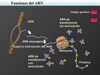 ARN mensajero
Copia la información del ADN
Ribosoma
Proteína
ARN de
transferencia
con
aminoácido
ADN
Código genético
Funciones del ARN
ARN de
transferencia
sin aminoácido
 