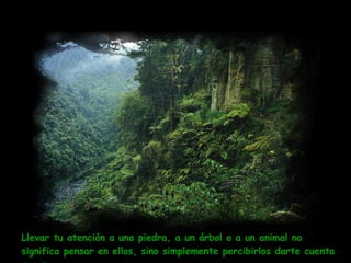 Llevar tu atención a una piedra, a un árbol o a un animal no significa pensar en ellos, sino simplemente percibirlos darte cuenta de ellos.   