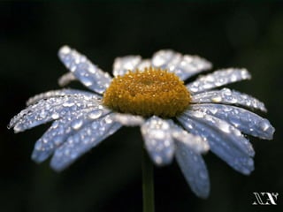 Naturaleza pressentacion