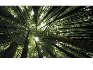 Naturaleza pressentacion