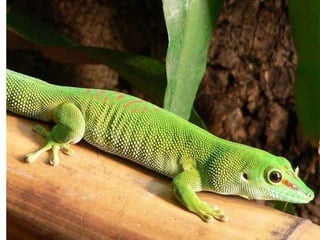 Naturaleza pressentacion