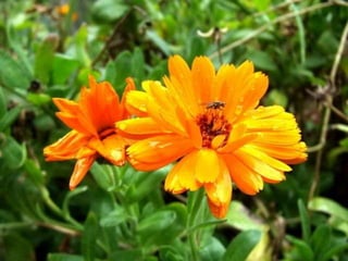 Naturaleza pressentacion