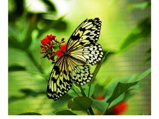 Naturaleza pressentacion