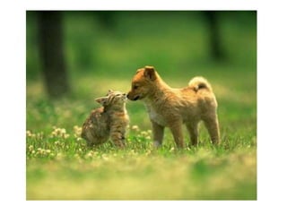 Naturaleza pressentacion