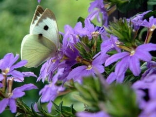 Naturaleza pressentacion