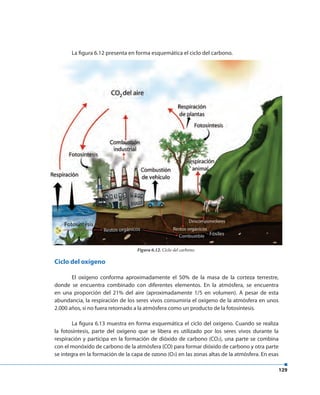 129
La figura 6.12 presenta en forma esquemática el ciclo del carbono.
Ciclo del oxígeno
El oxígeno conforma aproximadamente el 50% de la masa de la corteza terrestre,
donde se encuentra combinado con diferentes elementos. En la atmósfera, se encuentra
en una proporción del 21% del aire (aproximadamente 1/5 en volumen). A pesar de esta
abundancia, la respiración de los seres vivos consumiría el oxígeno de la atmósfera en unos
2.000 años, si no fuera retornado a la atmósfera como un producto de la fotosíntesis.
La figura 6.13 muestra en forma esquemática el ciclo del oxígeno. Cuando se realiza
la fotosíntesis, parte del oxígeno que se libera es utilizado por los seres vivos durante la
respiración y participa en la formación de dióxido de carbono (CO2), una parte se combina
con el monóxido de carbono de la atmósfera (CO) para formar dióxido de carbono y otra parte
se integra en la formación de la capa de ozono (O3) en las zonas altas de la atmósfera. En esas
Figura 6.12. Ciclo del carbono.
 