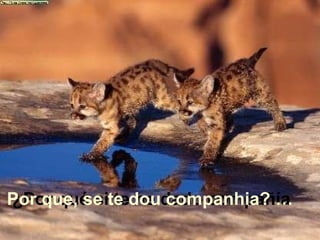 ¿Por qué si te he dado compañía Por que, se te dou companhia? … 