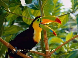 Se não fores tu, quem serás? 