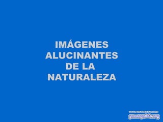 IMÁGENES ALUCINANTES DE LA  NATURALEZA 