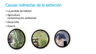 Causas indirectas de la extinción
• La perdida de hábitat
• Agricultura
contaminación ambiental
• Desarrollo
• Guerra
 