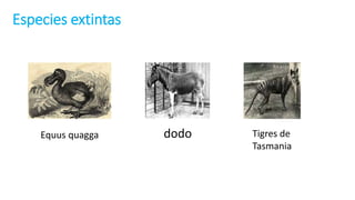 Especies extintas
dodo
Equus quagga Tigres de
Tasmania
 