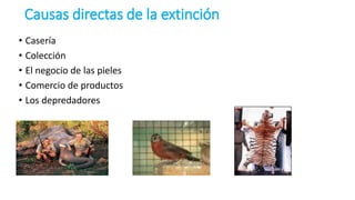 Causas directas de la extinción
• Casería
• Colección
• El negocio de las pieles
• Comercio de productos
• Los depredadores
 