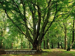 Necesitas que la naturaleza te enseñe  y te ayude a reconectar con tu Ser.  