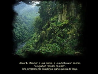 Llevar tu atención a una piedra, a un árbol o a un animal, no significa “pensar en ellos”, sino simplemente percibirlos, darte cuenta de ellos.  
