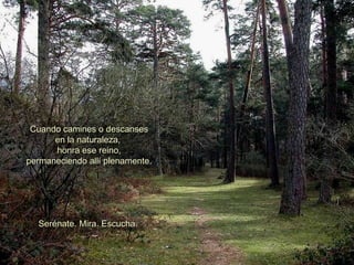 Cuando camines o descanses en la naturaleza,  honra ese reino, permaneciendo allí plenamente.  Serénate. Mira. Escucha.  