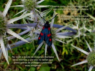 Observa como cada planta y animal  son completamente ellos mismos. A diferencia de los humanos, no están  divididos en dos. No viven a través de imagines mentales  de sí mismos, y por eso no tienen que  preocuparse de proteger y potenciar  esas imágenes. 