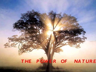 http://4.bp.blogspot.com/_PDPA_wQZBtQ/SwXcaNhwoVI/AAAAAAAAF8Y/taP4Ke-2304/s1600/arbol.jpg THE  POWER  OF  NATURE 