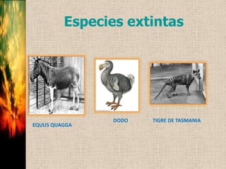 Especies extintas
DODO TIGRE DE TASMANIA
EQUUS QUAGGA
 