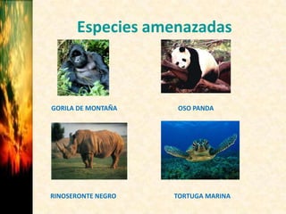 Especies amenazadas
GORILA DE MONTAÑA OSO PANDA
RINOSERONTE NEGRO TORTUGA MARINA
 