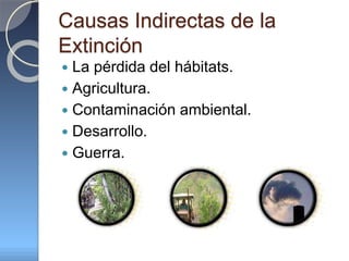 Causas Indirectas de la
Extinción
 La pérdida del hábitats.
 Agricultura.
 Contaminación ambiental.
 Desarrollo.
 Guerra.
 