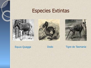 Especies Extintas
Equus Quagga Dodo Tigre de Tasmania
 
