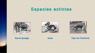 Equus Quagga Dodo Tigre de Tasmania
 