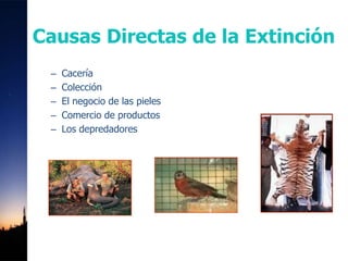 Causas Directas de la Extinción
– Cacería
– Colección
– El negocio de las pieles
– Comercio de productos
– Los depredadores