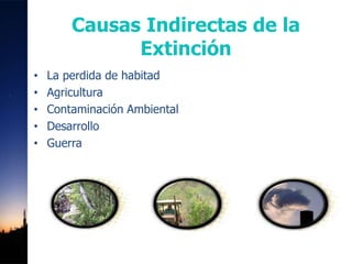 Causas Indirectas de la
              Extinción
•   La perdida de habitad
•   Agricultura
•   Contaminación Ambiental
•   Desarrollo
•   Guerra
 