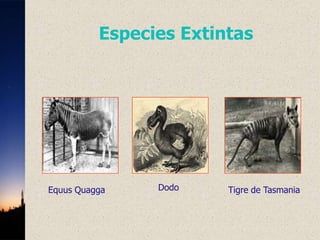 Especies Extintas




Equus Quagga    Dodo    Tigre de Tasmania
 