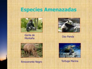 Especies Amenazadas



  Gorila de
                    Oso Panda
  Montaña




Rinoceronte Negro   Tortuga Marina
 